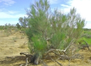 梭梭树：沙漠中的绿色守护者