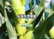 科学家为玉米装上“科技芯” 沙漠里如何种出“吨粮田”？