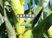 科学家为玉米装上“科技芯” 沙漠里如何种出“吨粮田”？