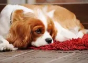 脑洞大开！如果动物会说话，第一个问题你会问什么？（科学版）