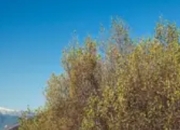 树的"社交网络"：森林中的地下互联网