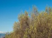 树的"社交网络"：森林中的地下互联网