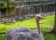 不会飞的邮差：鸵鸟如何改写邮政史