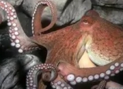 章鱼的三颗心脏：自然界的生存智慧与生命启示