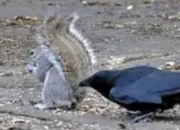 动物界的"数学天才"：乌鸦的算术课