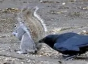 动物界的"数学天才"：乌鸦的算术课