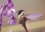 蜂鸟与花的“默契”：自然界的奇妙共生