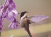 蜂鸟与花的“默契”：自然界的奇妙共生