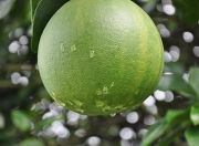 探秘柑橘家族：庞大而多彩的水果世界